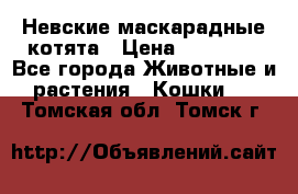 Невские маскарадные котята › Цена ­ 15 000 - Все города Животные и растения » Кошки   . Томская обл.,Томск г.